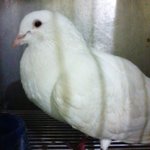 (서울시용산구)품어주실분을기다리는생명들과입양돼잘~사는~~