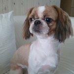 대구, 시<b>츄</b> 잃어버리신 분 계세요?
