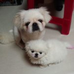 페키니즈 공주와<b>영광</b>이이야기