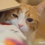 유봉이네 고양이 <b>사료</b>이야기(유봉이네판)