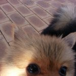 [또<b>미네</b>] 한 지붕 아래 개 답지 않은 개들 이야기