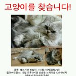 고양이를찾습니다