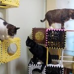 고양이 캣닢마약사건