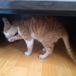 굴러온<b>돌이</b> 박힌<b>돌</b>을 뺀다는 상황이 벌어졌습니다.