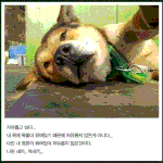 개<b>허세</b> 甲.jpg