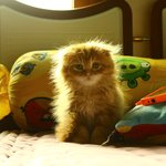 (사진)막둥이 <b>스코티</b>쉬폴드 '아덜' 일기장