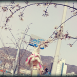 [판에서 만난 <b>마늘</b>이] 벚꽃엔딩♪