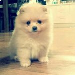 귀염둥이 우리집 막내 마늘이를 소개합니다  [포메라니안]