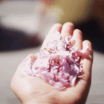 주말에 "가자!!"하고 후딱 갔다올 수 있는 수도권 봄 festival