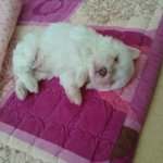 김수용씨 닮은 왕이