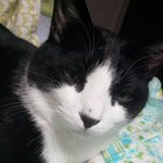 우주별이와복냥이