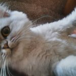 우리집 냥이를 소개합니다.