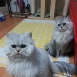 귀요미 페르시안 형제13