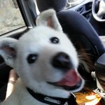 잘생긴백구ㅋ 좀 컸다고 자랑하러옴