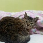 꽁냥꽁냥 김<b>칸쵸</b>2