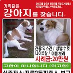 강아지를 찾아주세요. 이름은 <b>보리</b>입니다.
