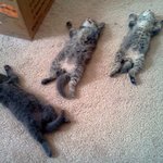 <b>라바</b>의 무서운 이야기(단편) 11