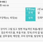 푸들..정작 죽임을 당할 녀석만 모르는 안락사날..입양