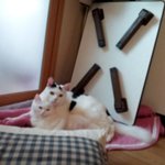 [냥판] 대두김용배의 나는 상<b>꼬물</b>이다.