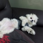 <b>강아지</b>를 잃어 버렸습니다 제발 <b>이</b>글좀봐주세요 ㅠㅠ