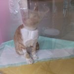 굴러온돌 길냥이 그후소식