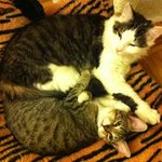 키키+<b>쿠파</b>를 소개합니다!!! :)