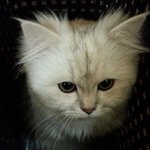 [4탄] 시크한 <b>도도</b> 고양이 빼빼로 키우기.