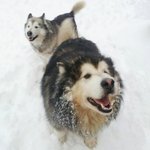 저의 수호<b>천사</b> 장비를 소개해요 (대형견 키우시는 분들 꼭 보시길...