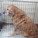 버려진골드리트리버.. 도와주세요