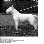 개 <b>전투력</b> 순위
