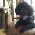 우리집 귀염둥이  블랙<b>푸들</b>