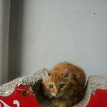 저희집 남매 단비,루비를 소개할게요~