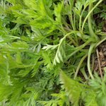 이 <b>나물</b> 이름 좀 알려주세요