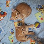 치즈태비 분양요..