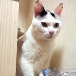 [냥판] 대두 김용배의 밥먹을땐 건들지마...