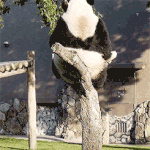 다이어트가 필요한 팬순이.<b>gif</b>