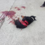 펌  전기톱으로 로트와일러를 살해한 사건입니다