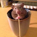 햄스터야, 눈칫밥 먹는<b>군하</b>ㅋ