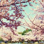 주말엔 꽃 놀이가자!!!!@3@ - 벚꽃이 예쁜 캠퍼스 <b>best</b>...