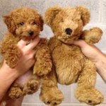 인형보다 더 인형같은 <b>동물</b> 모음