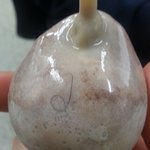 <b>거북알</b>에서 꼬불꼬불한 털이 나왔어요.