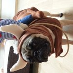 퍼그 이랴~~이랴~~!
