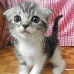 2011년 시크한 그녀와의 첫만남(유봉이네판)