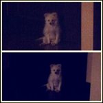 2탄!!!! 내눈엔 세상에서 제일이뿐 포메라니언 우리아가 큐 사진有