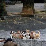 개식구의 가족사진에 <b>난입</b>한 고양이