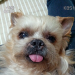 <b>항복</b>