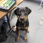 나의 사랑스런 <b>도베르만</b>