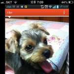 제발 애견인들에게 이런 소리 하지좀 맙<b>시다</b>...