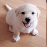 사랑스러운 래브라도 리트리버 디노를 소개합니다!!!!!