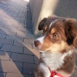 눈색깔이 너무 이쁜 미니오스트레일리안 쉐퍼드 "<b>루리</b>" 성장일기 -5탄-